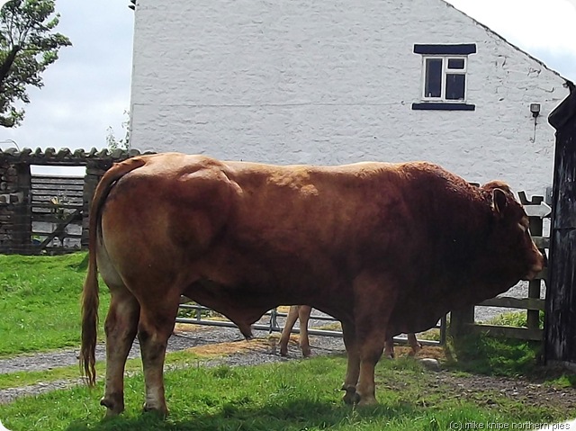 best of teesdale reccy bull