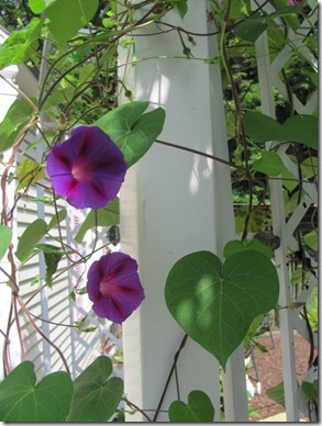 Orchid Morning Glories