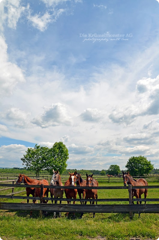 Hunderunde (26) Erdbeerfeld 16052014