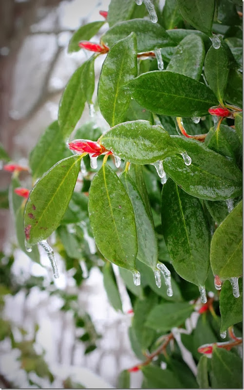 IceStorm2014 018