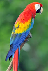 Macaw2