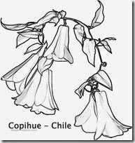 copihue. chile 2 colorear 1 1 1 copihue. chile 2 colorear 1 1 1