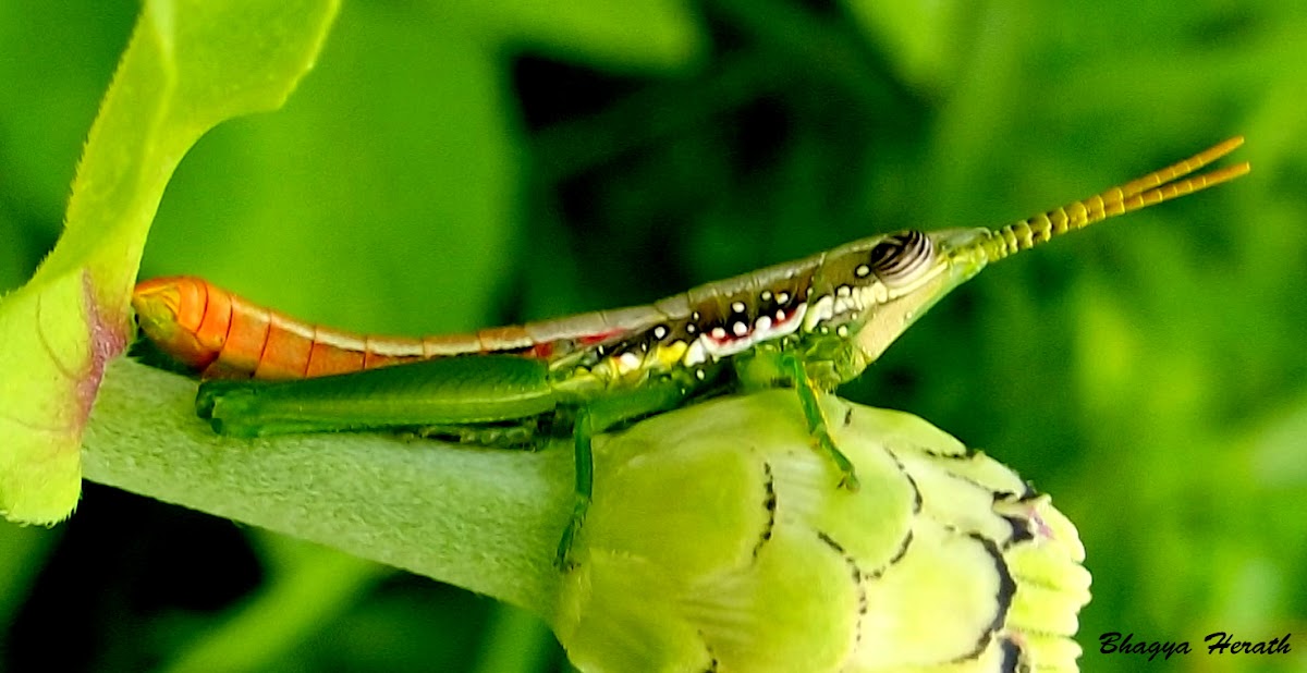 Grass hopper