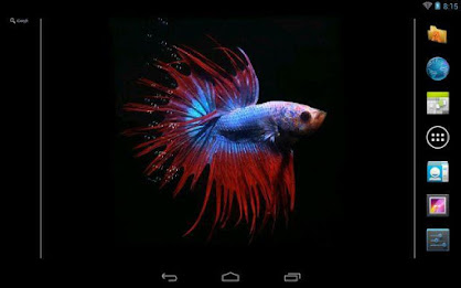Betta Fish Live Wallpaper Free poster 6