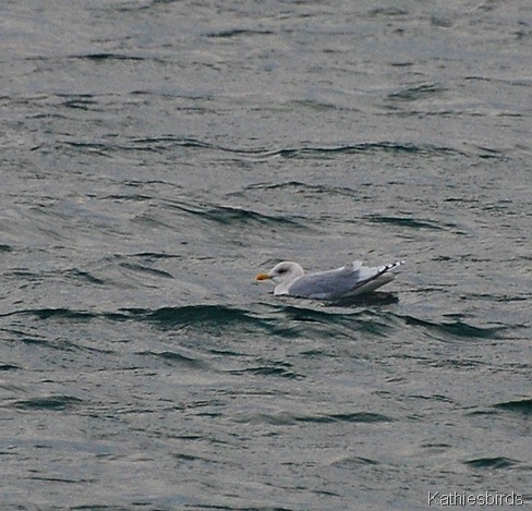 9. iceland gull-kab