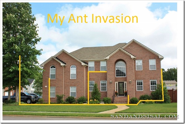 my ant invasion