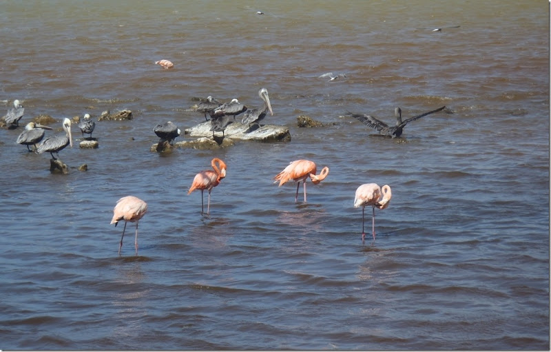022l flamingos u pelikane