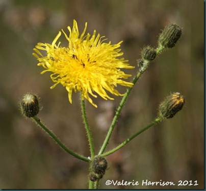 26-Perennial Sow-Thistle