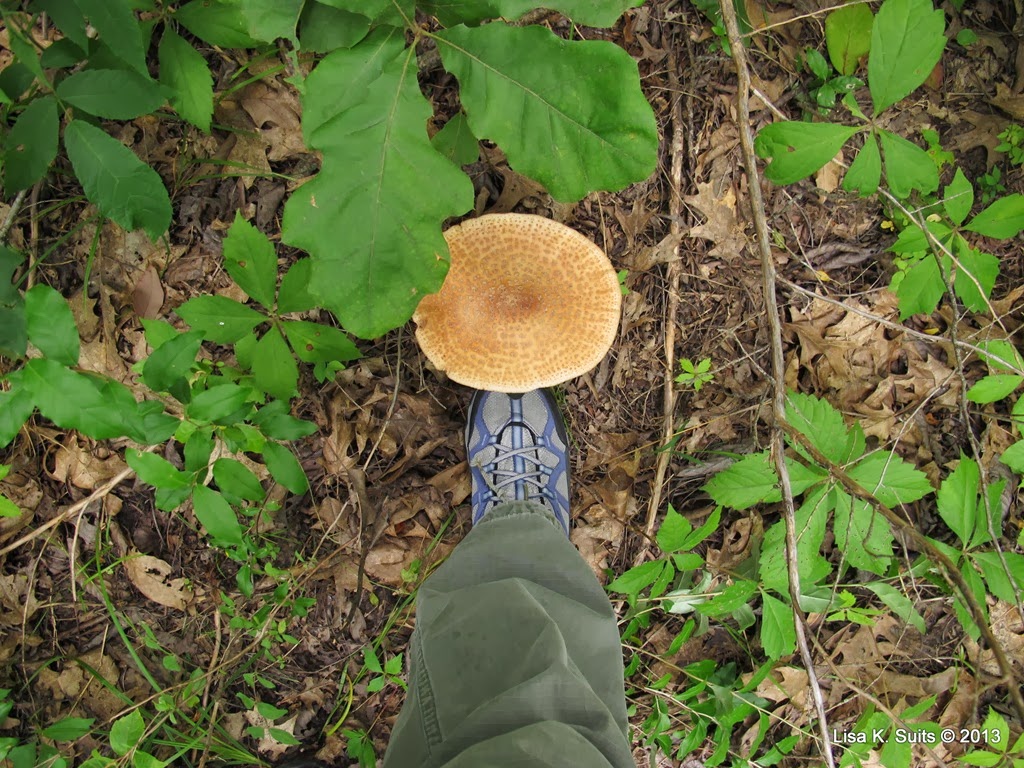 [big-blusher-with-foot3.jpg]