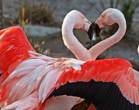 [love-flamingo%255B3%255D.jpg]