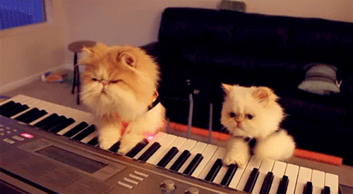 gato pianista blogdeimagenes (8)