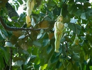 [Narilatha-flower-Flower-in-the-Shape-of-Naked-woman-women-shaped-Flower-300x230%255B5%255D.jpg]