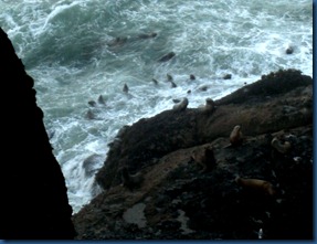 Sea lions (8)