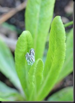 Primula secundiflora etter 1. overvintring - web