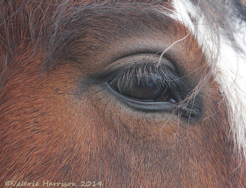 [11-horses-eye%255B2%255D.jpg]