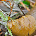 CA Banana Slug