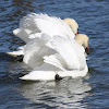 Mute Swans