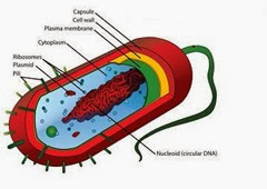  are the smallest as well as close primitive unicellular organisms MR X Difference betwixt Bacterial Cell as well as Plant jail cellular telephone (Bacterial jail cellular telephone vs Plant cell)