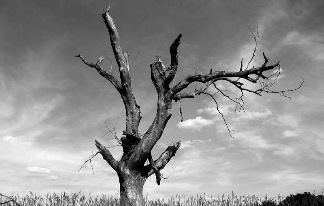lonely_tree_widescreen