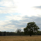 Stejari la iesirea din Horezu catre Targu Jiu