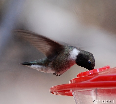 13. black-chinned hummingbird-kab