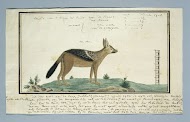 Canis mesomelas (Black-backed jackal; male)
