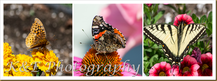 Butterfly's summer 2014PicMonkey Collage