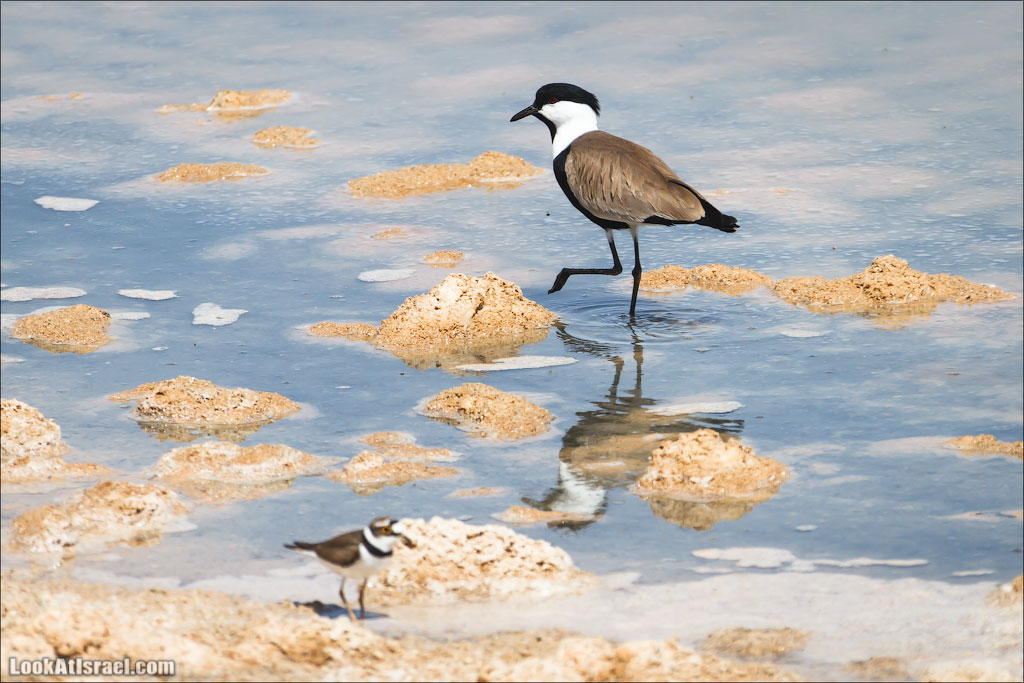 Озера с Фламинго | LookAtIsrael.com: Фото-блог о путешествиях по Израилю. Тель Авив, Иерусалим, Хайфа 
