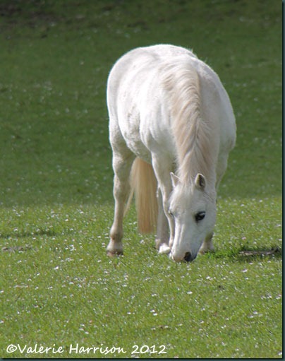 13-white-horse