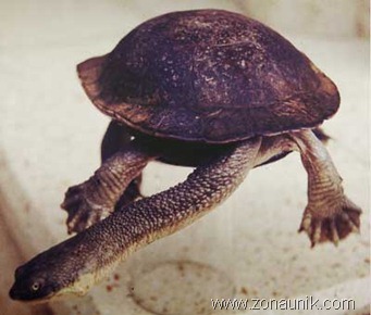 Rote-Island-Snake-necked-Turtle-Chelodina-mccordi Rote-Island-Snake-necked-Turtle-Chelodina-mccordi