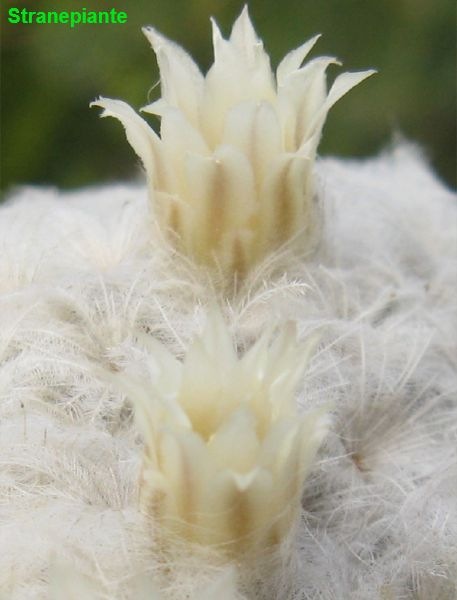 [Mammillaria-plumosa-flower9.jpg]
