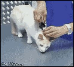 [coger%2520gatos%255B3%255D.gif]