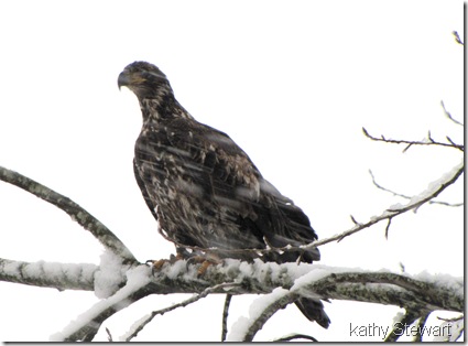Juvenile in the snow
