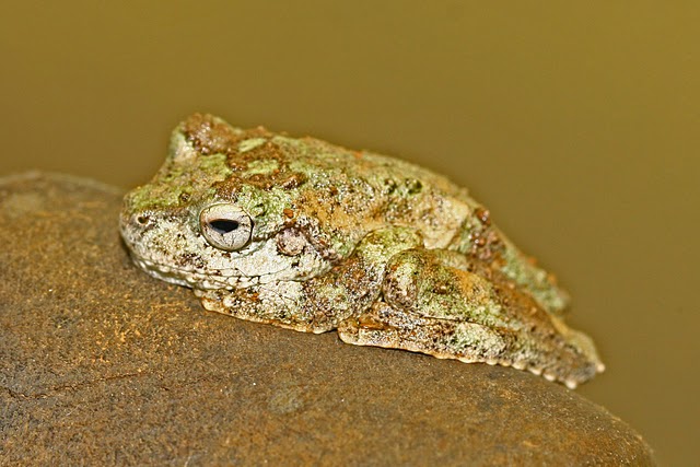 Green-eyed Treefrog  