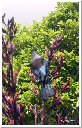 A friendly Tui in our Flax bushes looking for nectar in the flowers.