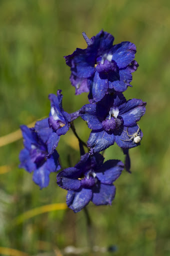 larkspur flower tattoo 