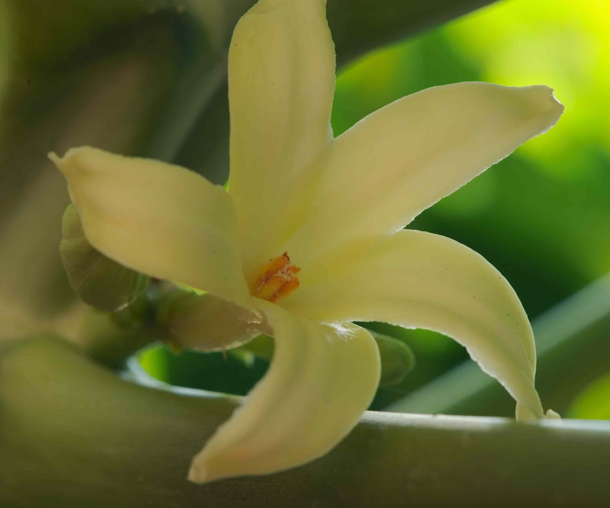 papaya flower