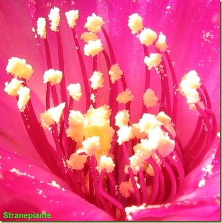 Rebutia canigueralii Sin Sulcorebutia rauschii stami polline
