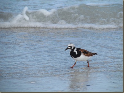 Ruddy Turnstone Ruddy Turnstone