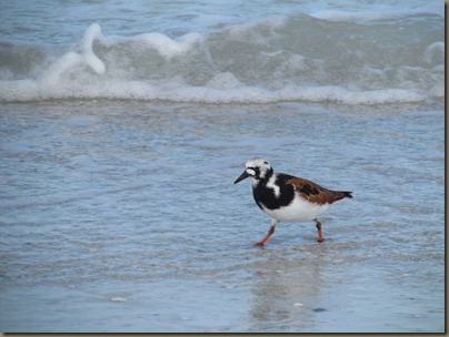 Ruddy Turnstone