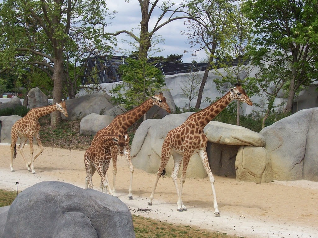 [2014.04.21-012-girafes8.jpg]