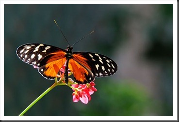 2011Aug3_Butterfly_House-41