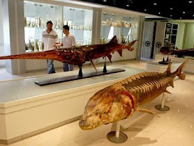 8. Chinese Paddle Fish
