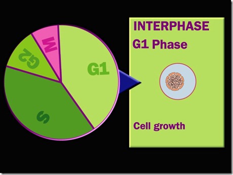 Cell cycle Interphase