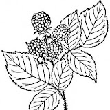 RASPBERRIES COLORING PAGES