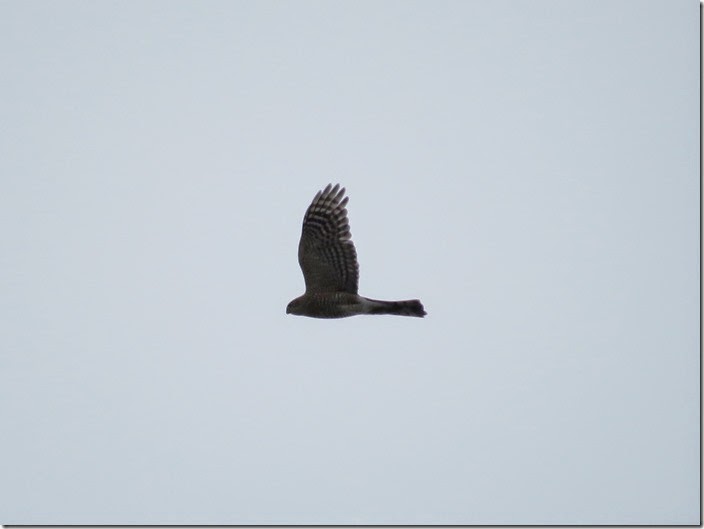 IMG_2135 IMG_2135