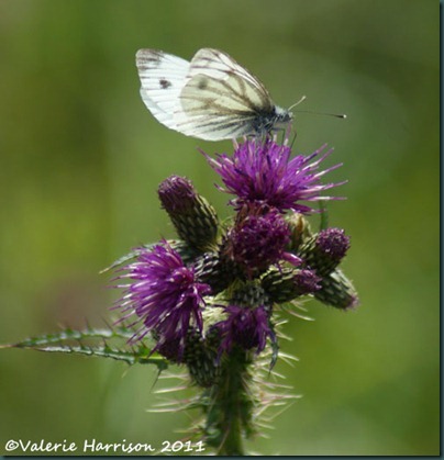 18-green-veined-white-on-thistle