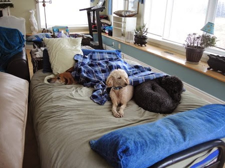 dogs-under-blanket