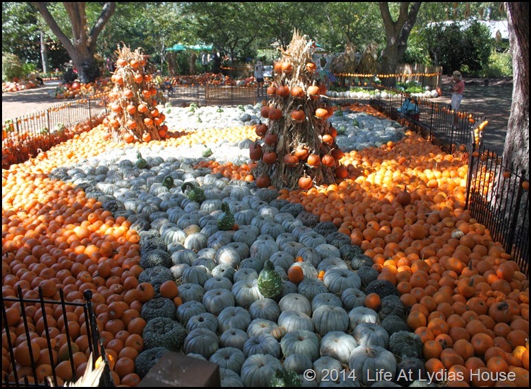 Dallas Arboretum - pumpkin festival-swan lake 1