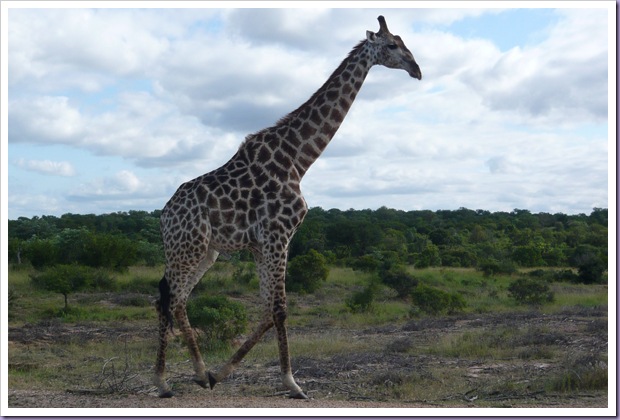 Hoedspruit-África-do-Sul-Safari-Game-Drives-Girafa